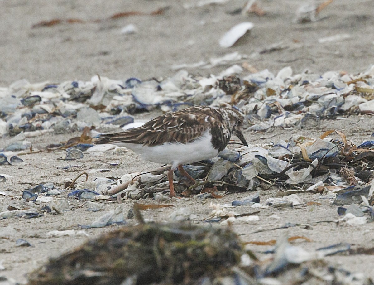 Ruddy Turnstone - ML646550050