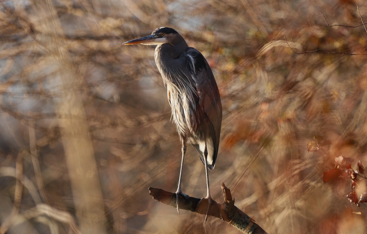 Great Blue Heron - ML646550053