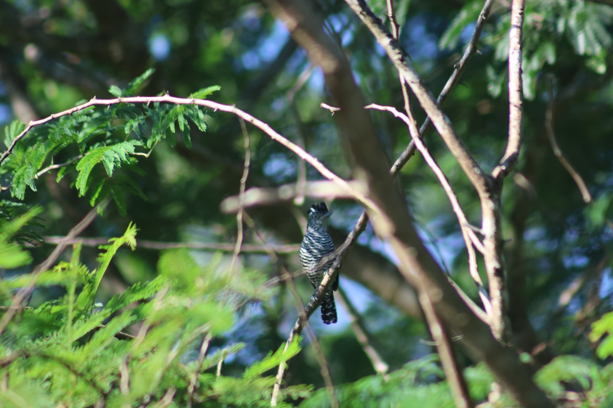 Barred Antshrike - ML646550054