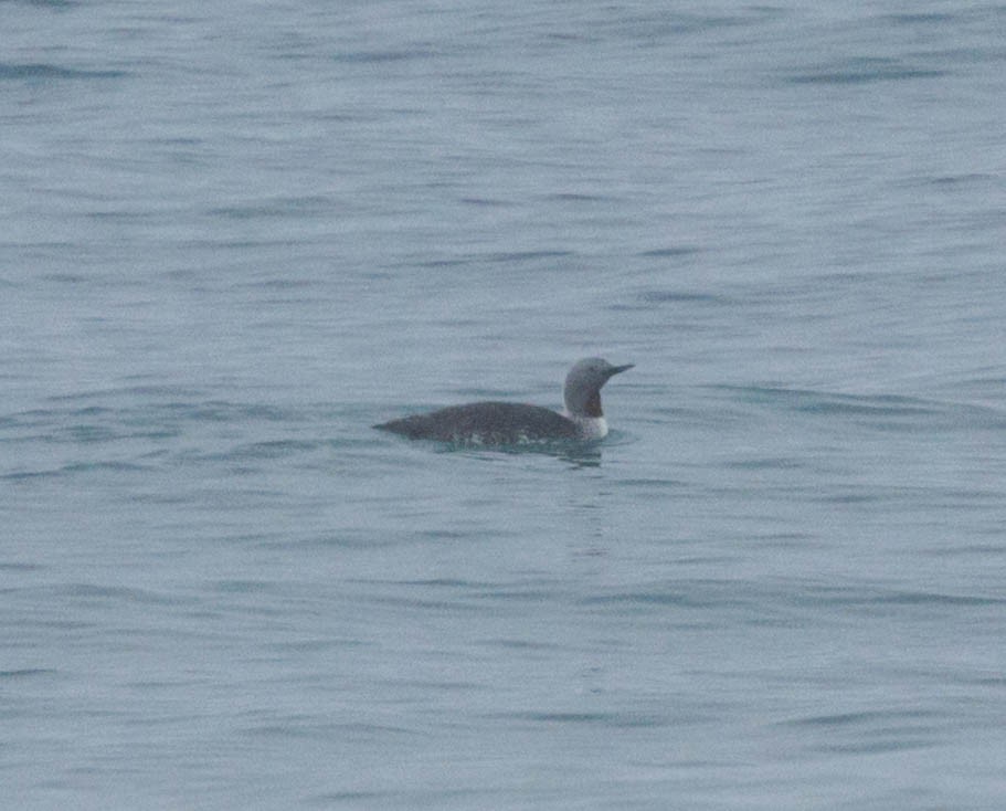 Краснозобая гагара - ML646550056