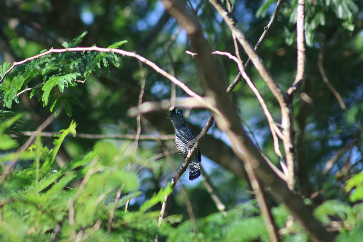 Barred Antshrike - ML646550057