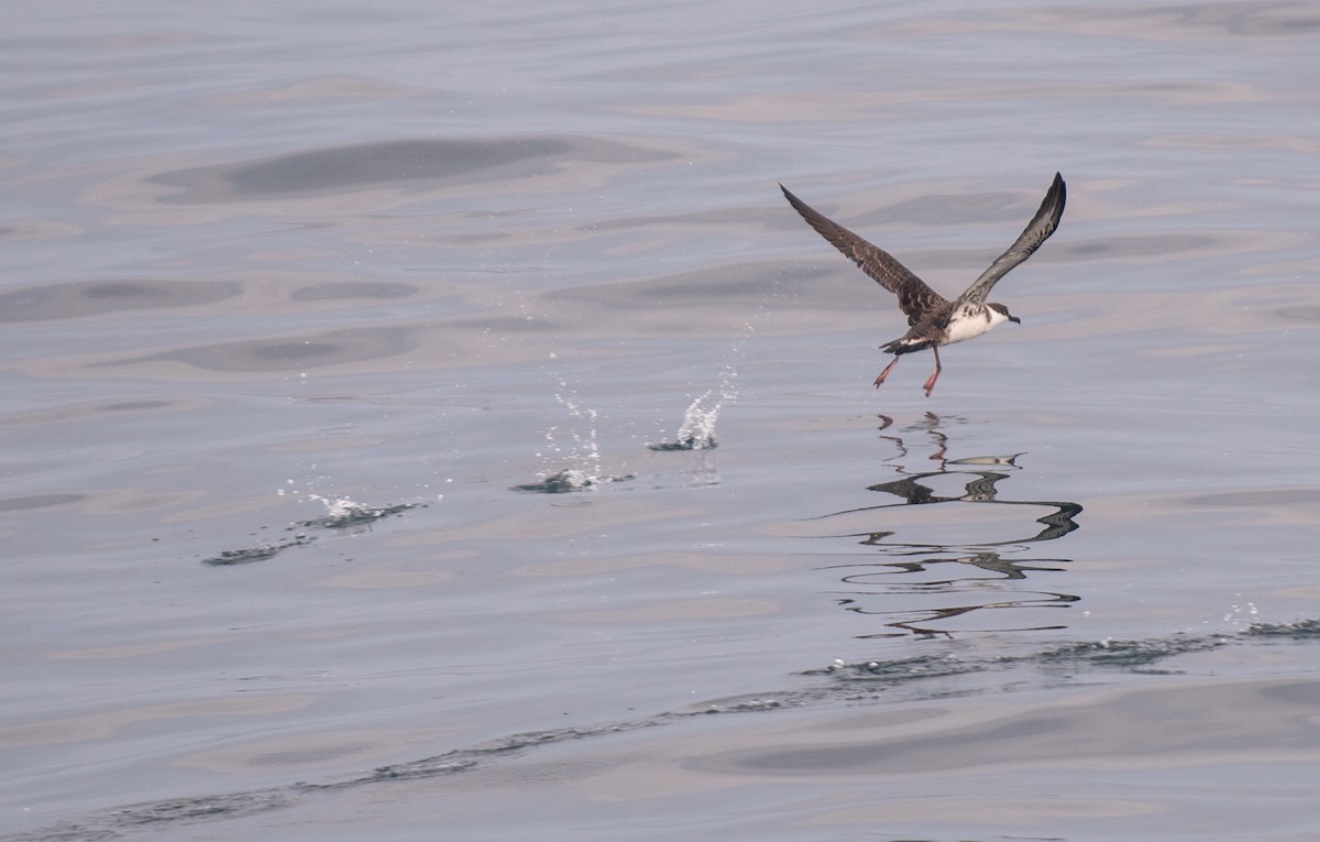 Great Shearwater - ML646550058