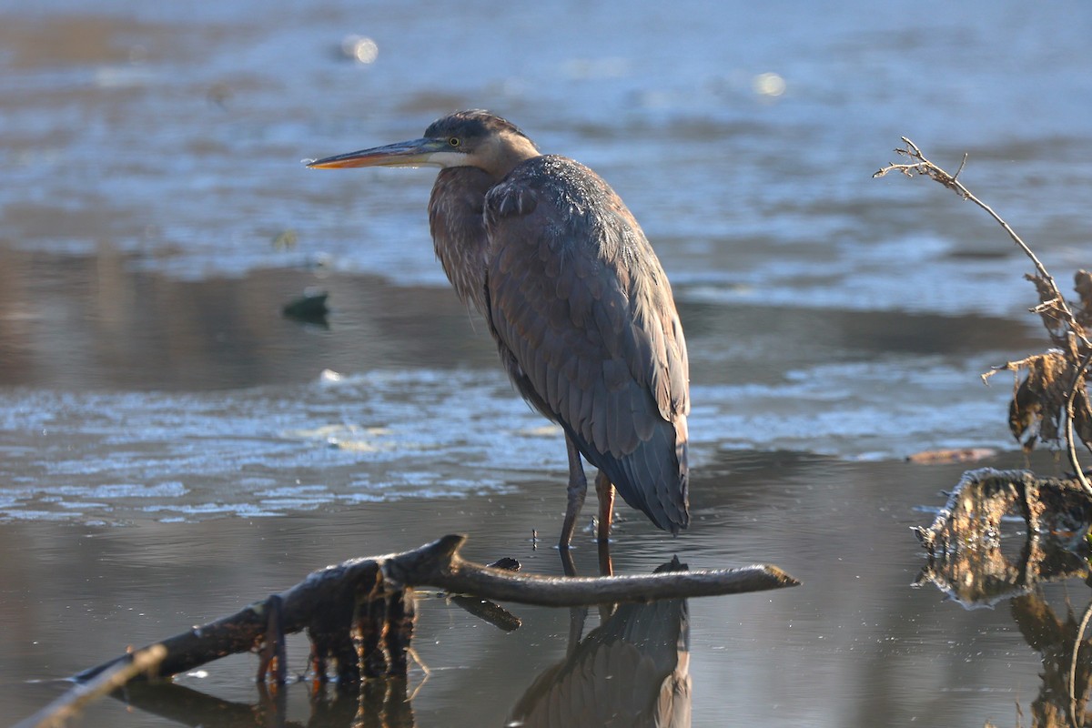 Great Blue Heron - ML646550059