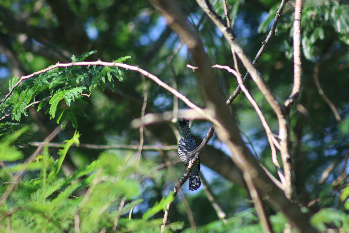 Barred Antshrike - ML646550060