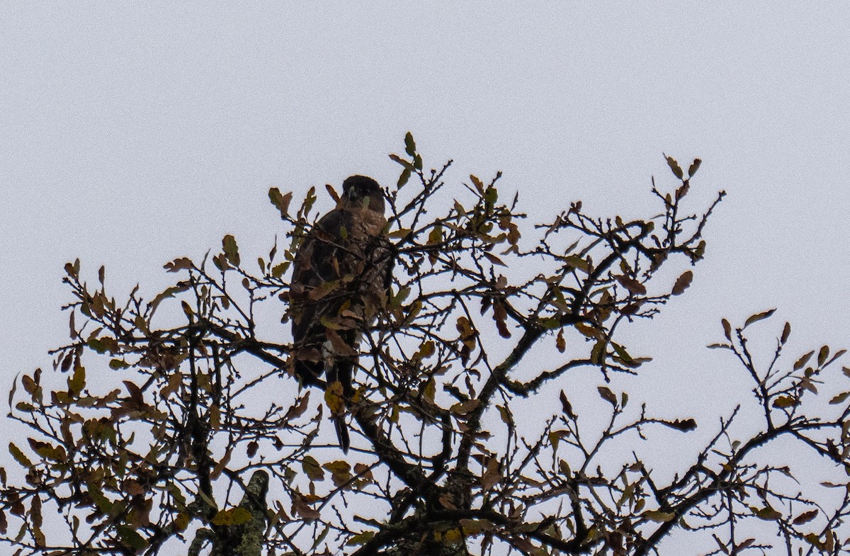 Cooper's Hawk - ML646550062