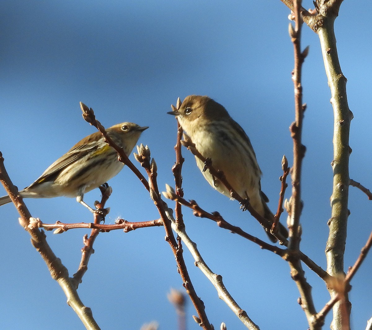 キヅタアメリカムシクイ - ML646550063