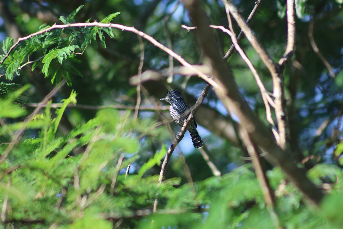 Barred Antshrike - ML646550064