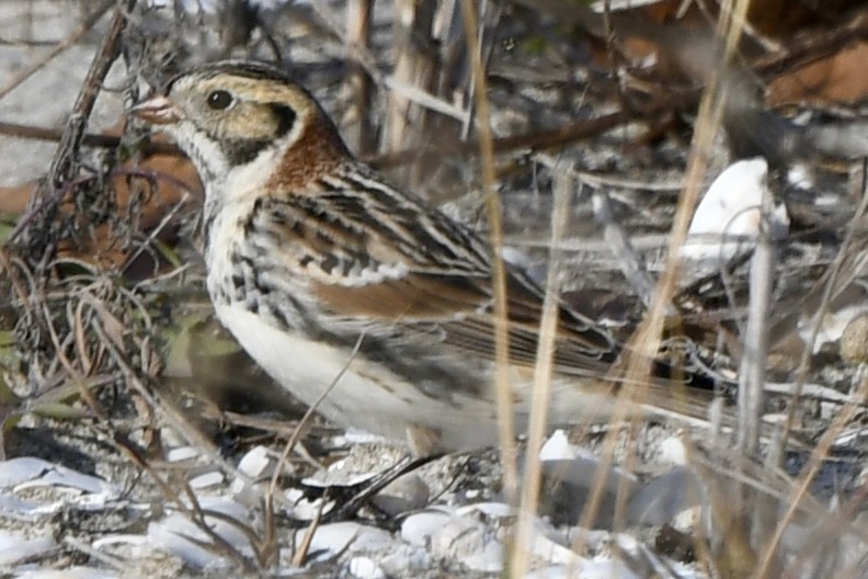 Lapland Longspur - ML646550066