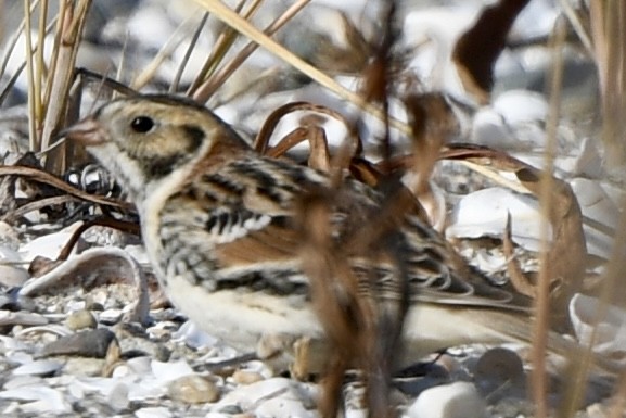 Lapland Longspur - ML646550067