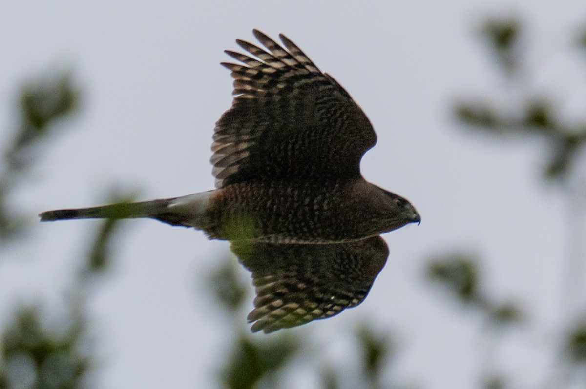 Cooper's Hawk - ML646550068