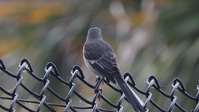 Northern Mockingbird - ML646550073