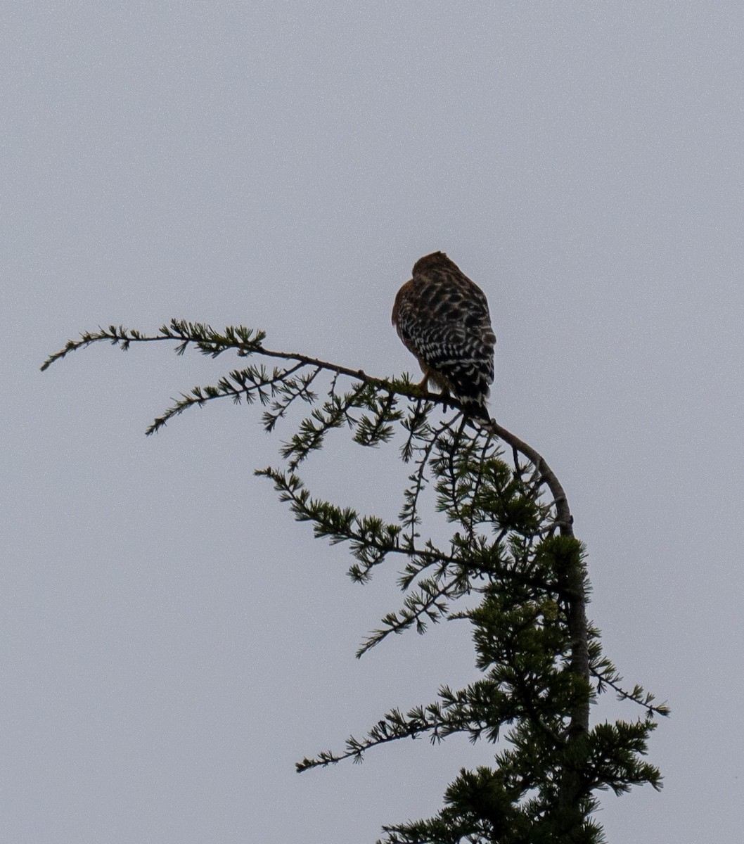Red-shouldered Hawk - ML646550074