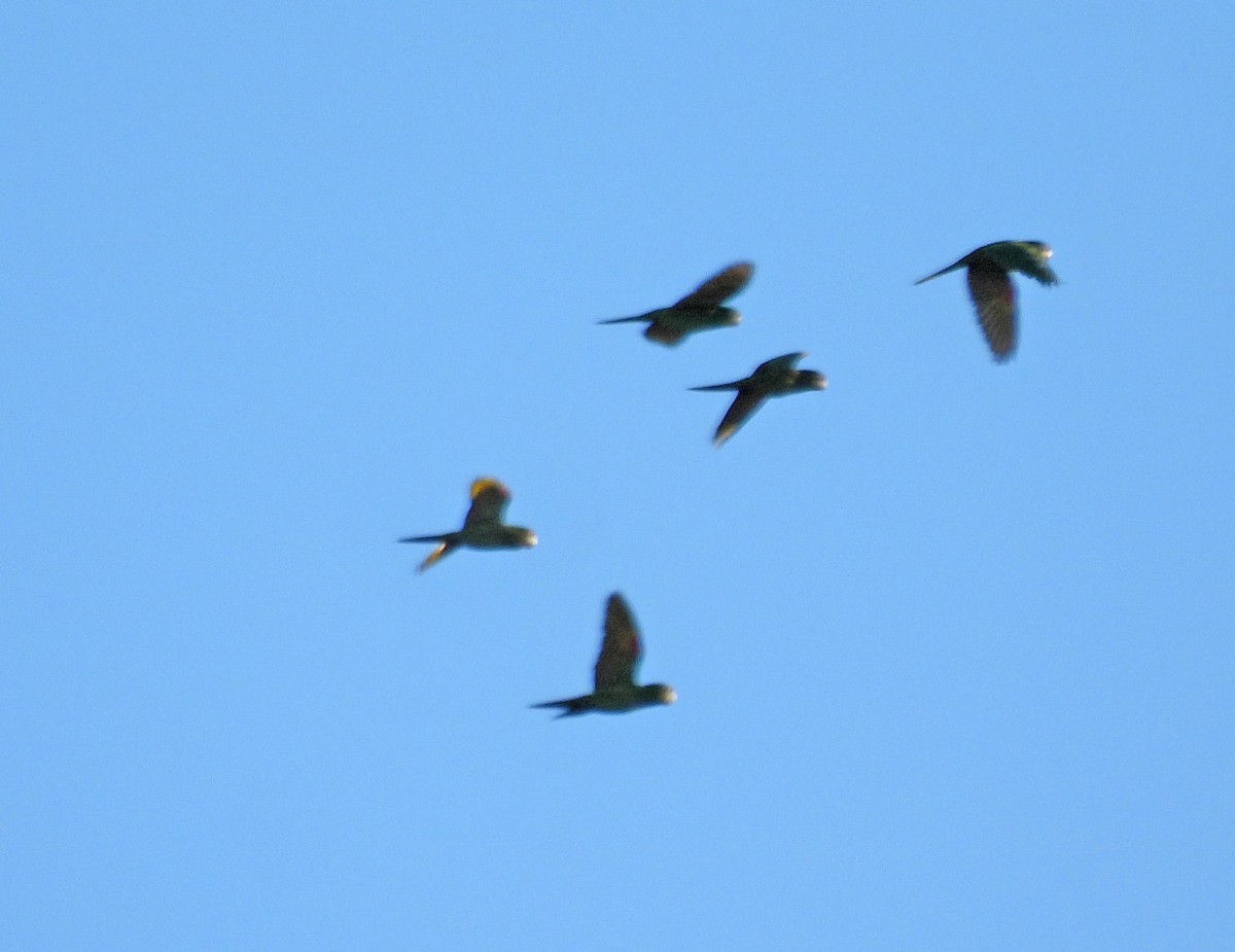 Аратинга червонолобий - ML646550076