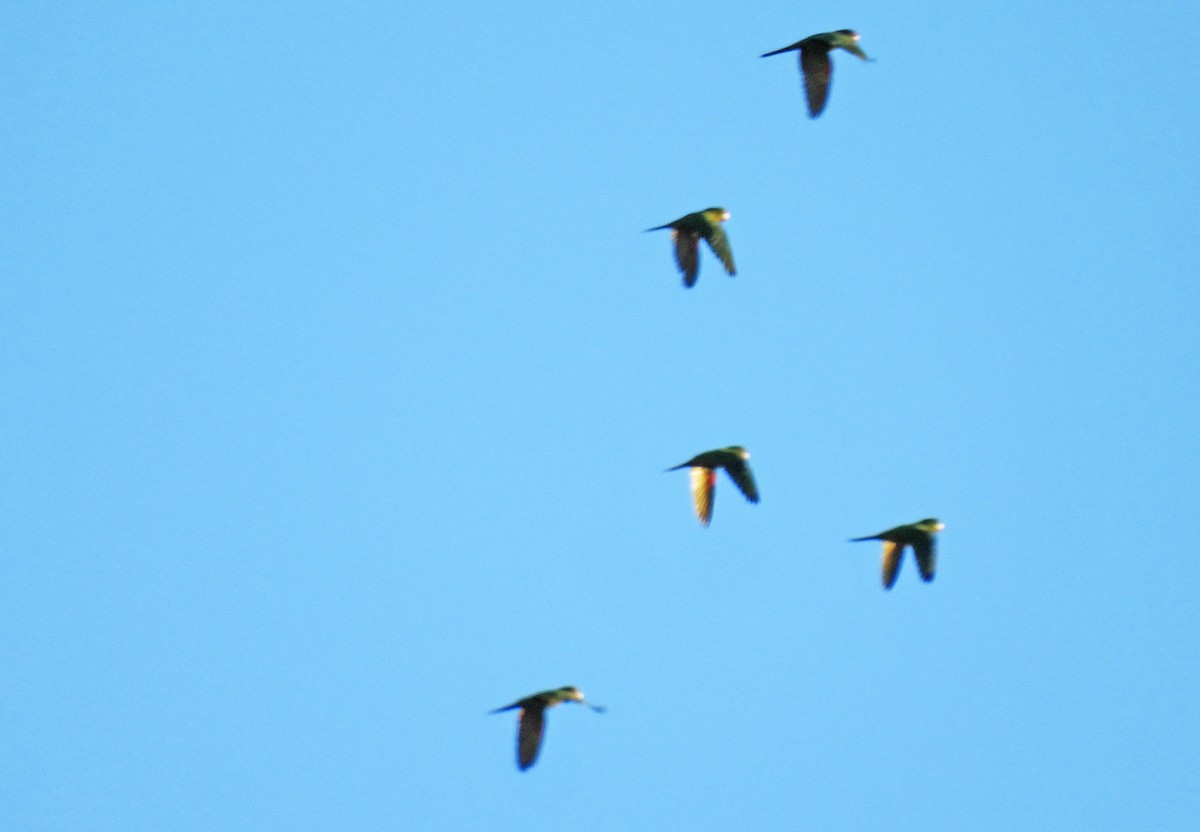 Аратинга червонолобий - ML646550077