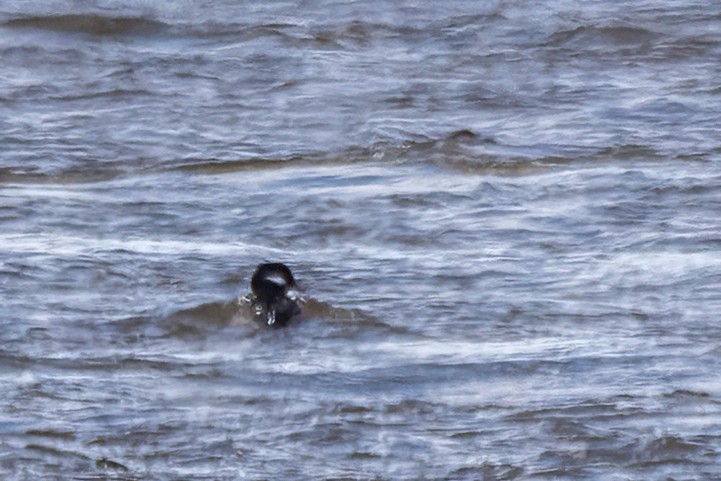 Bufflehead - ML646550078