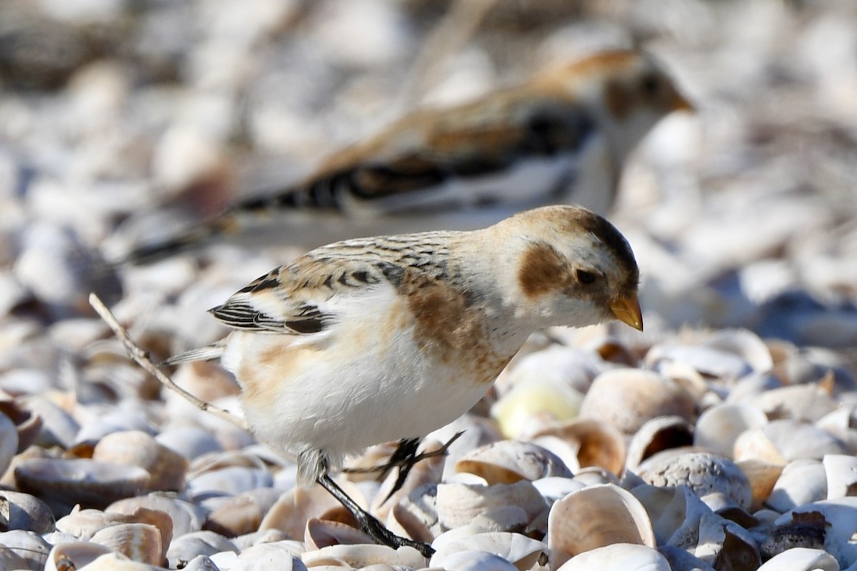 Snow Bunting - ML646550080