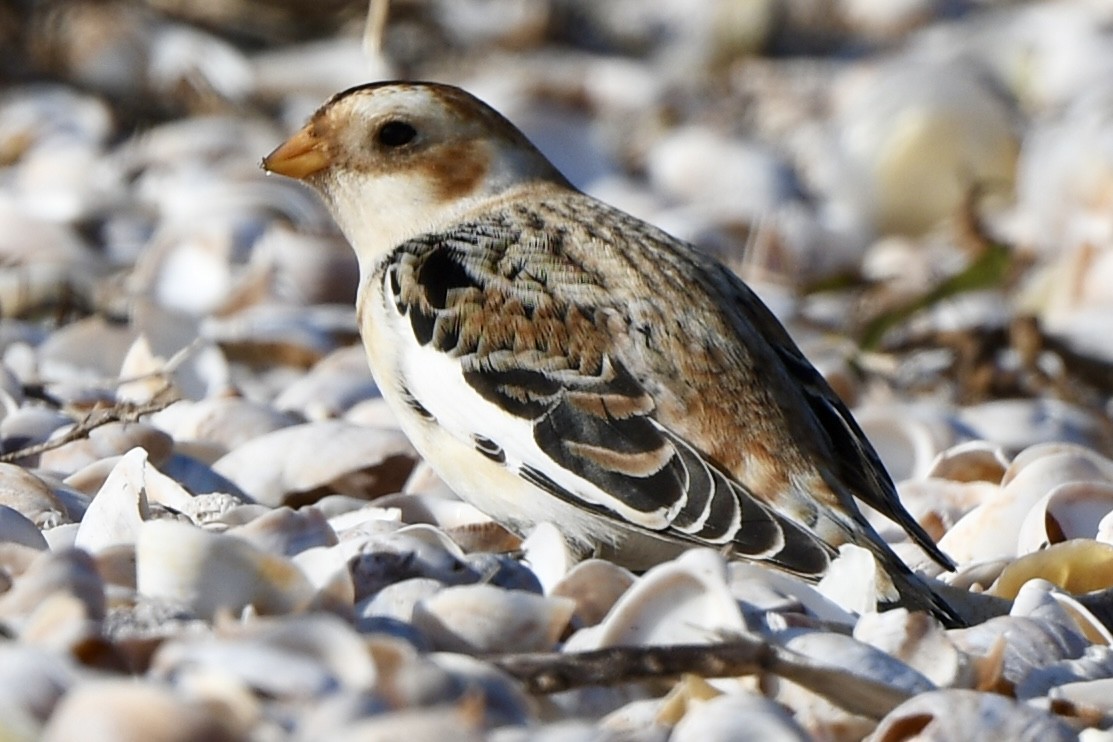 Snow Bunting - ML646550081