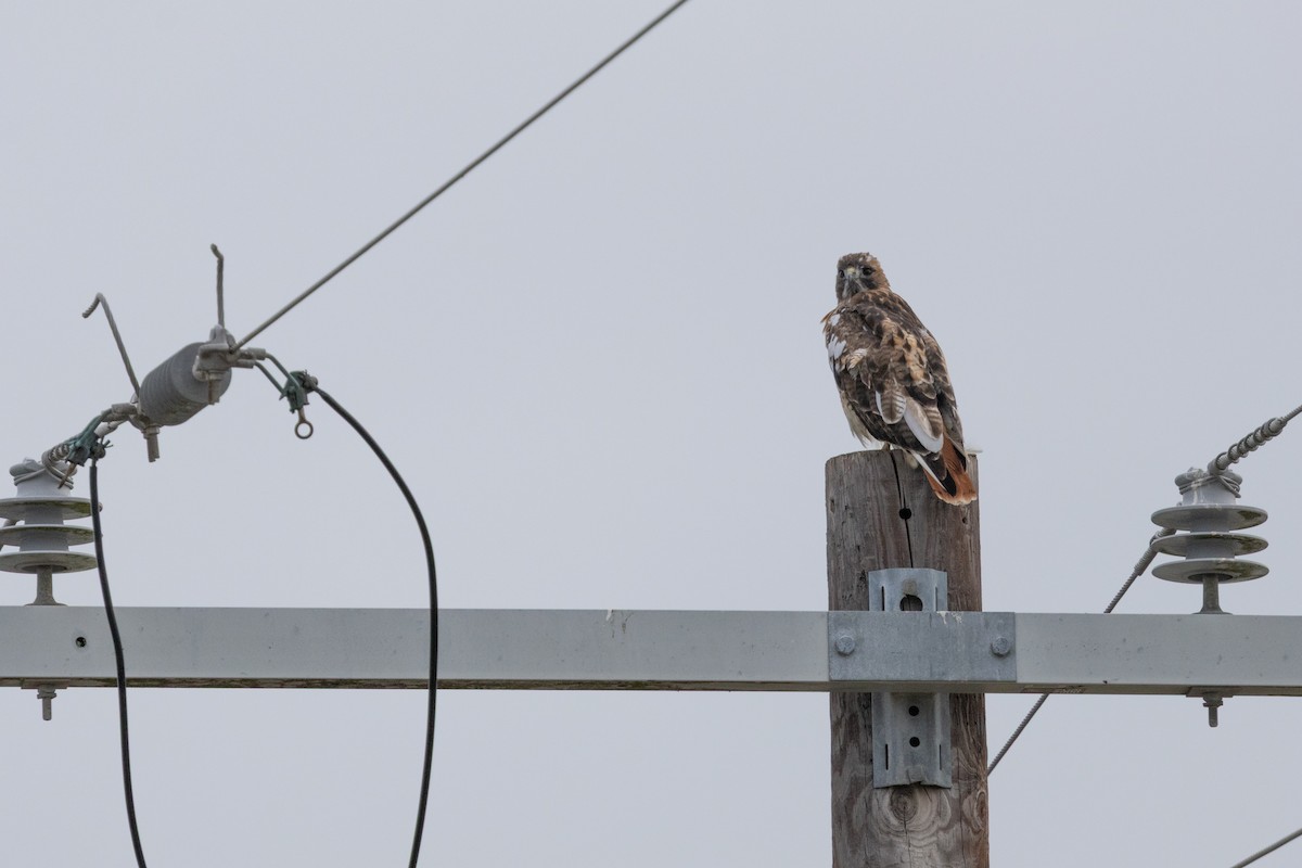 Poiana codarossa - ML646550082