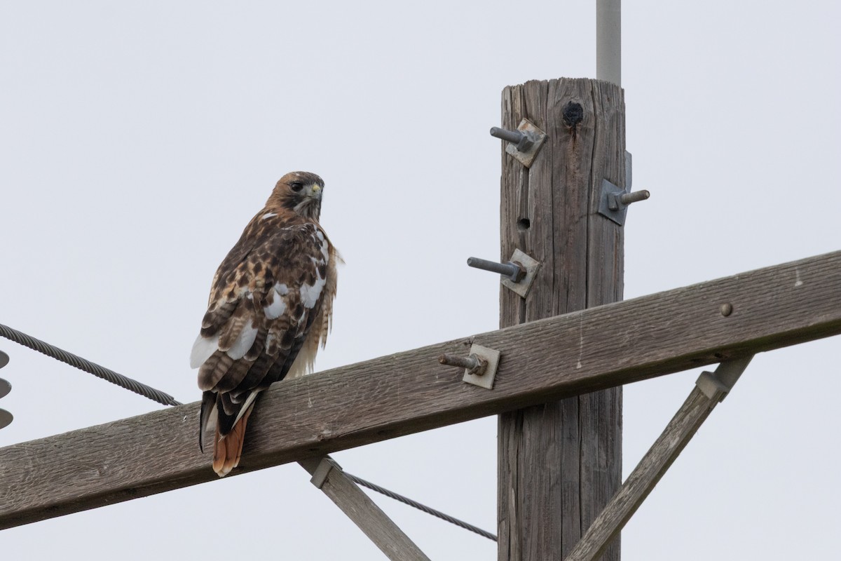 Poiana codarossa - ML646550084