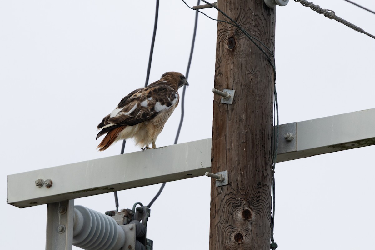 Poiana codarossa - ML646550085