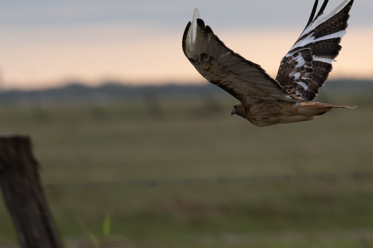 Poiana codarossa - ML646550087