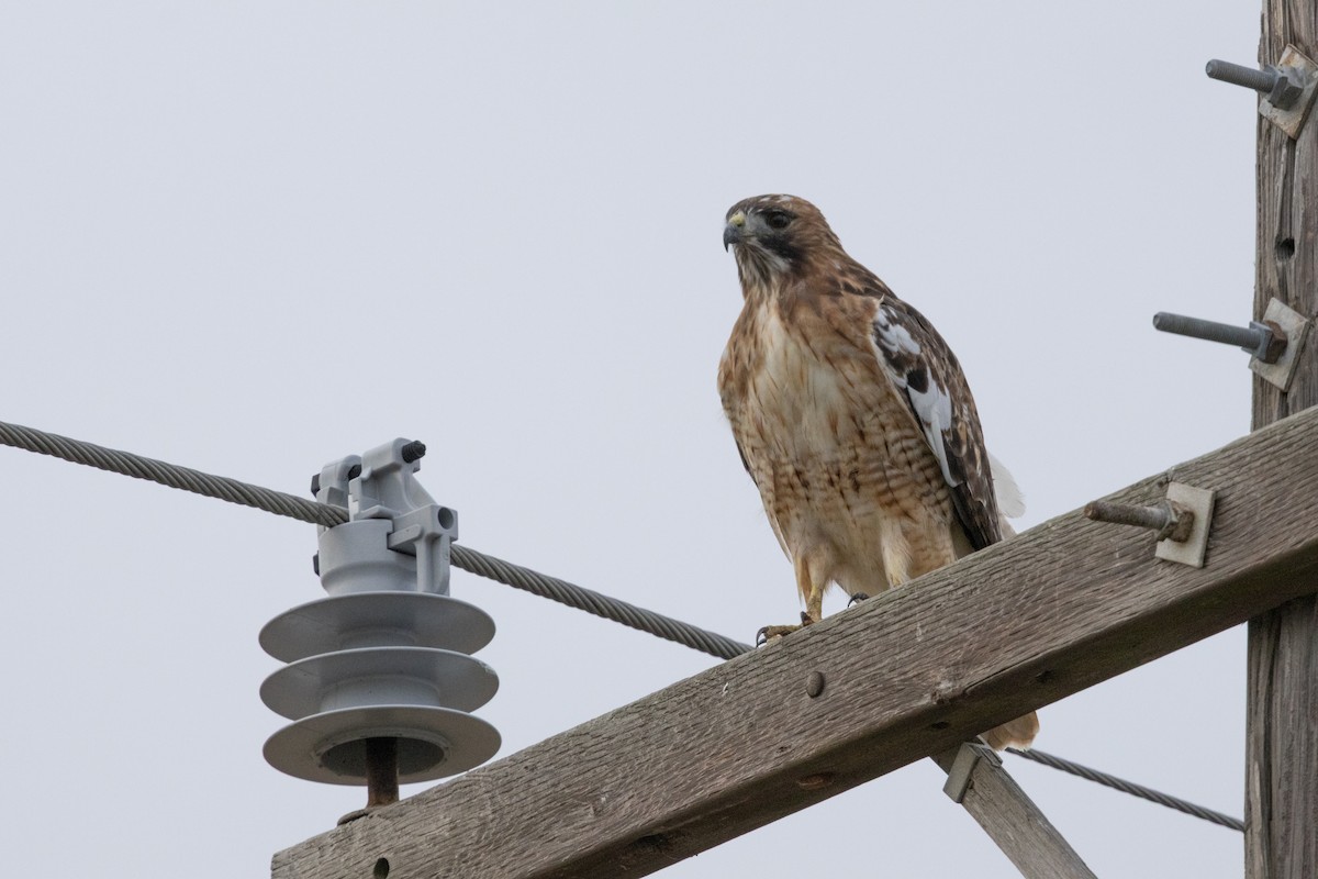 Poiana codarossa - ML646550088