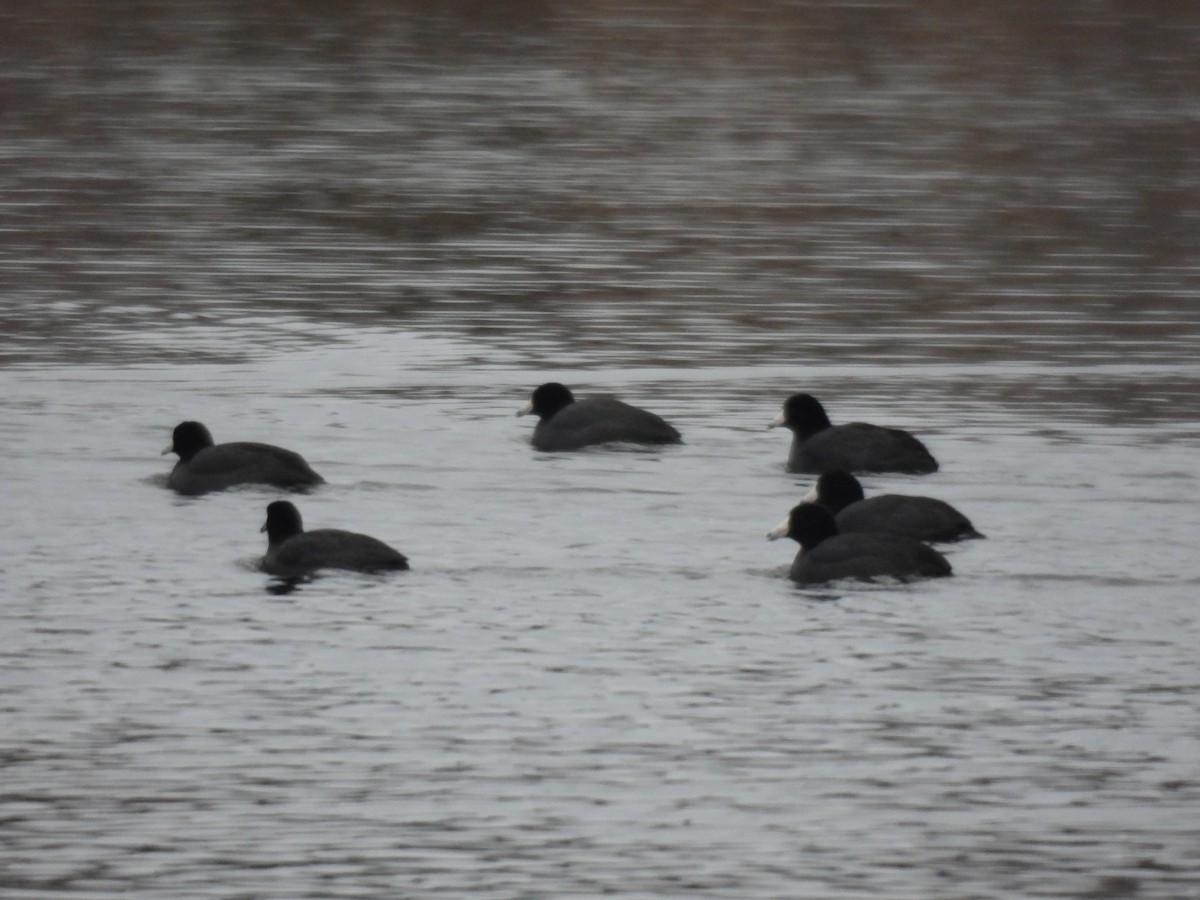 American Coot - ML646550101
