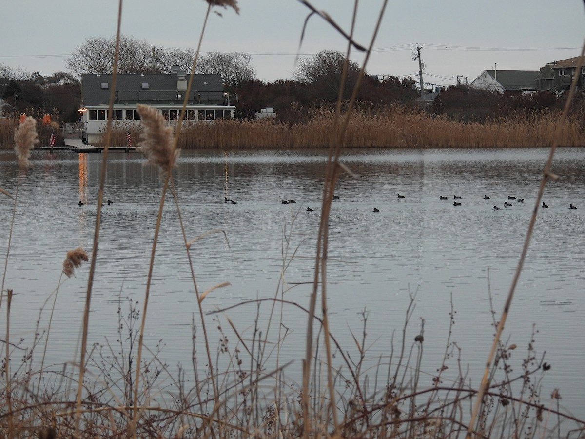 American Coot - ML646550102