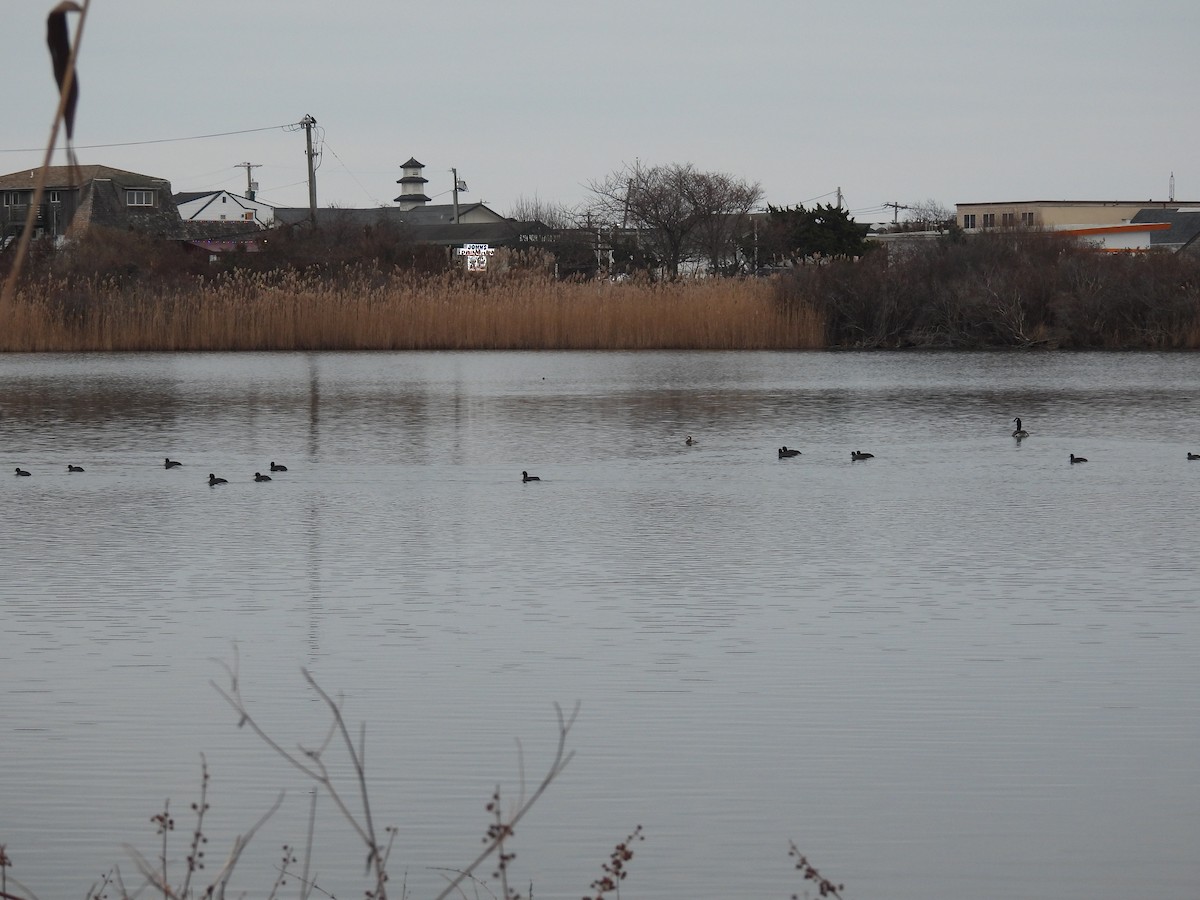 American Coot - ML646550103