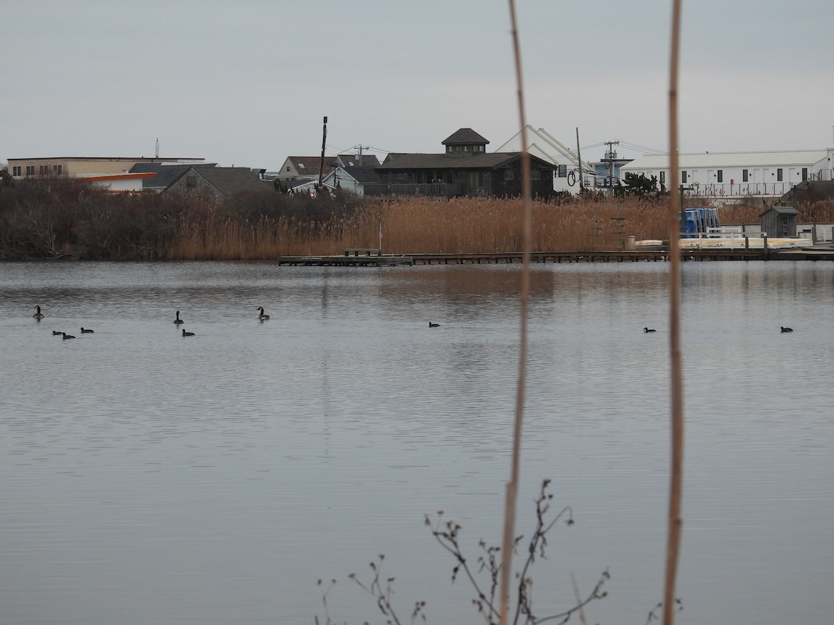 Американская лысуха - ML646550104