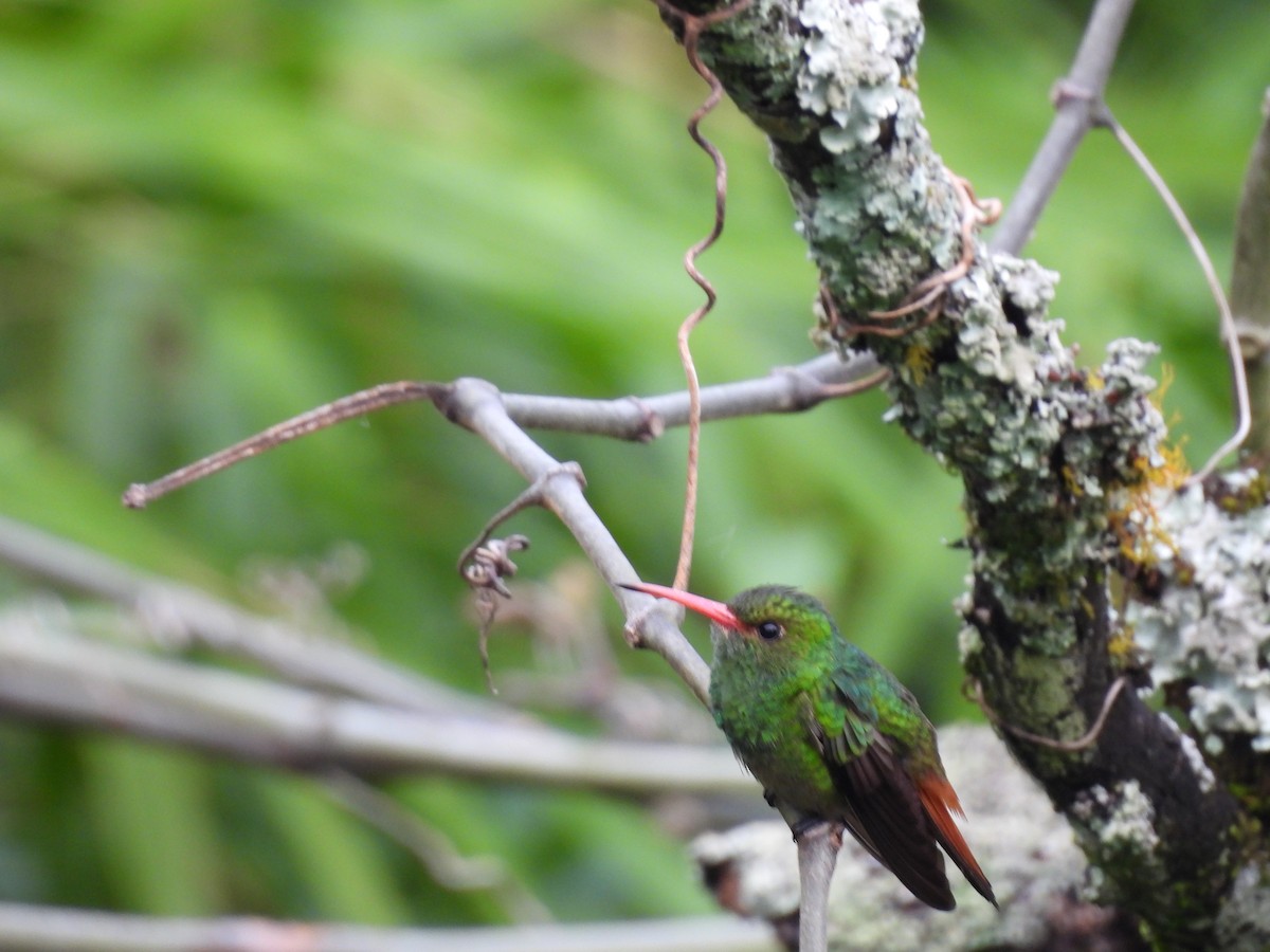 Rufous-tailed Hummingbird - ML646550106