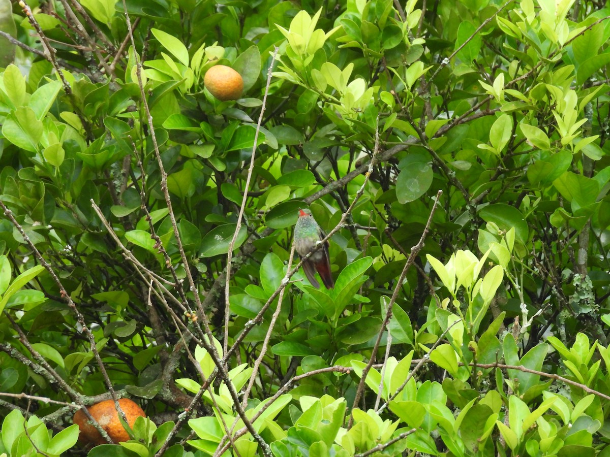 Rufous-tailed Hummingbird - ML646550107