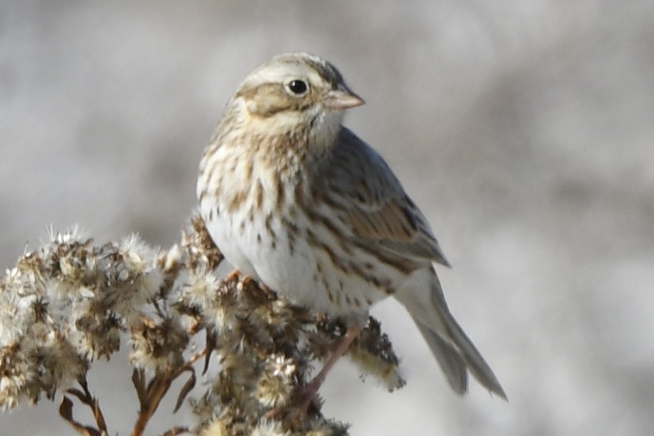 Savannah Sparrow (Ipswich) - ML646550108