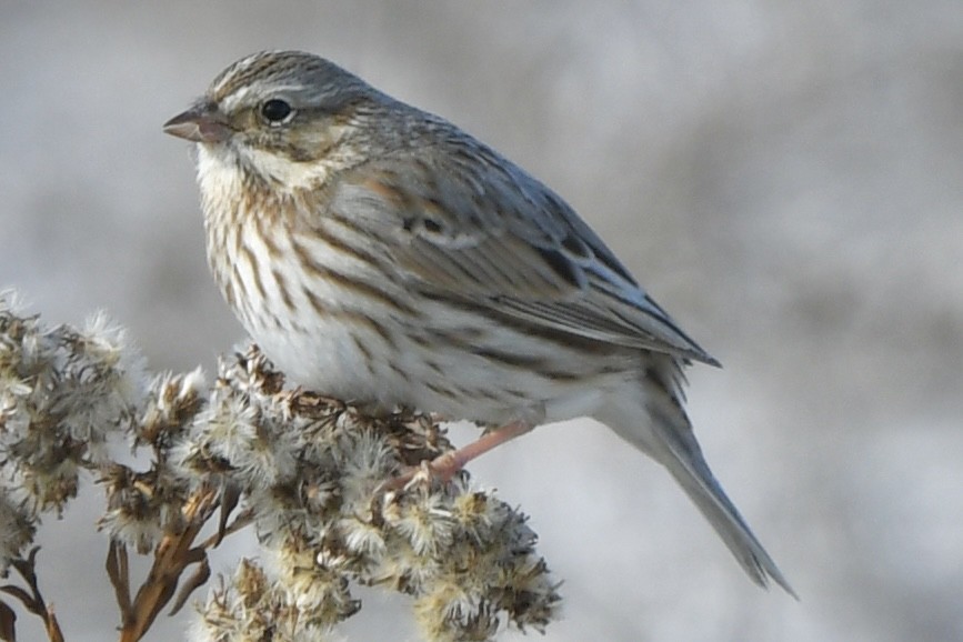 Savannah Sparrow (Ipswich) - ML646550109