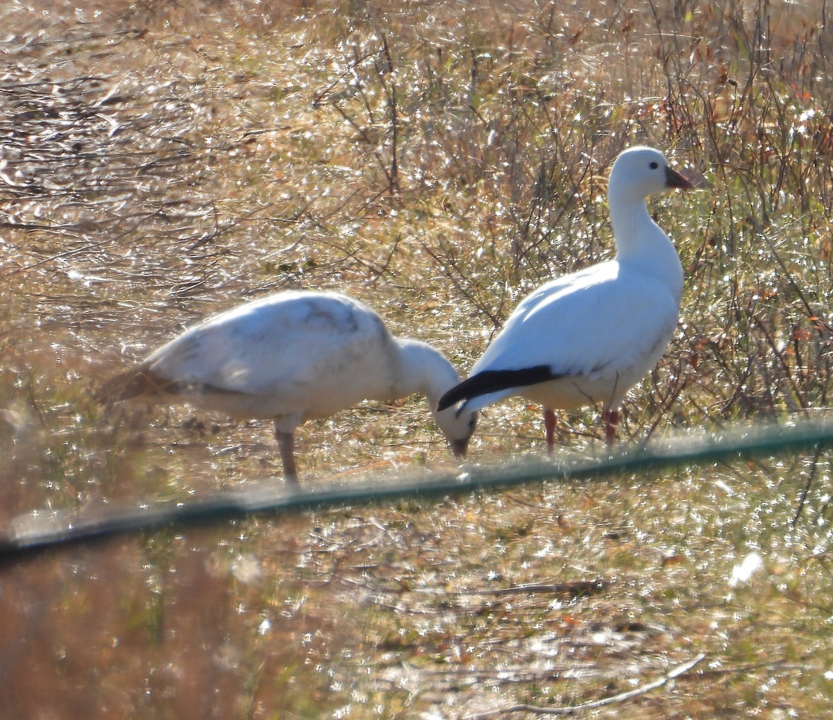 ヒメハクガン - ML646550110