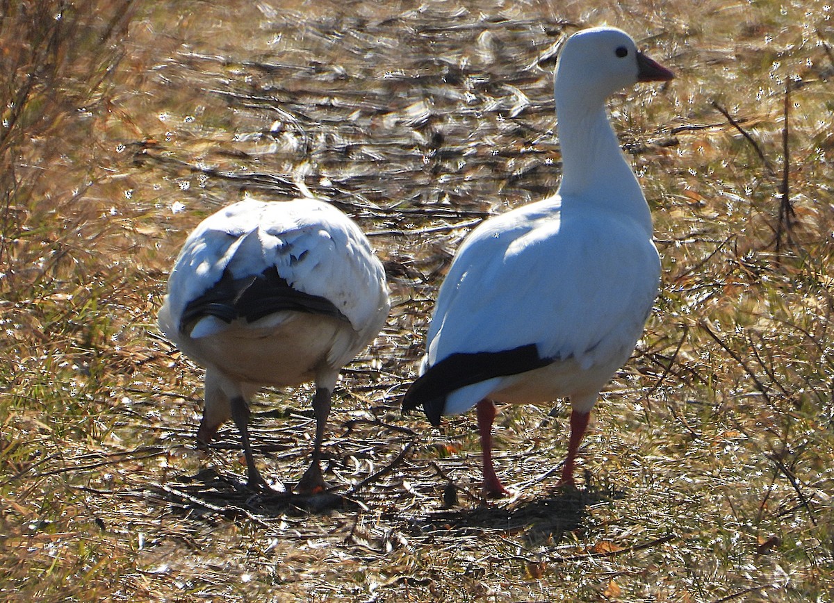 ヒメハクガン - ML646550111