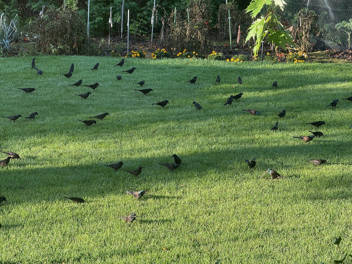 Common Grackle - ML646550125