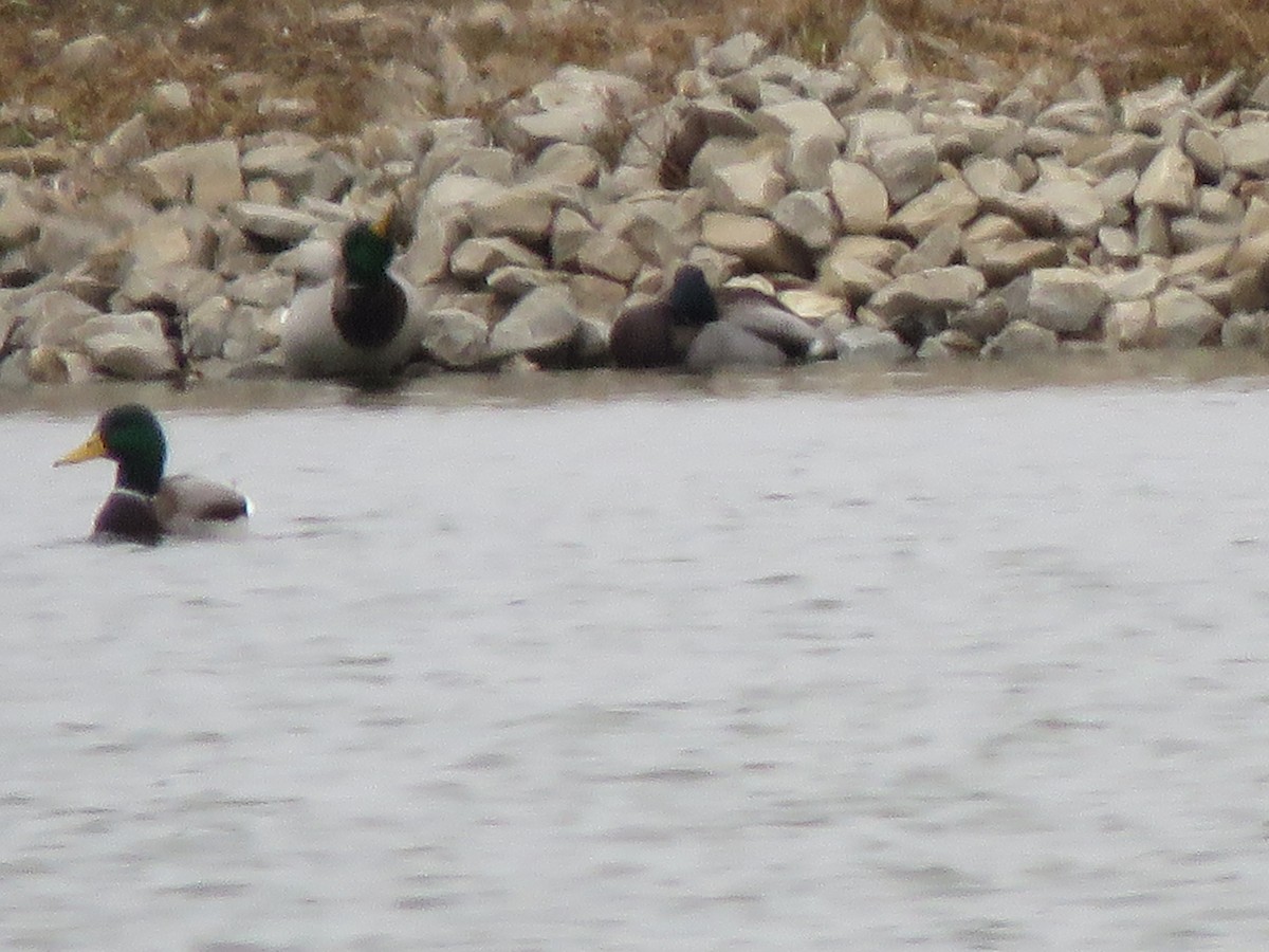 kachna divoká - ML646550126