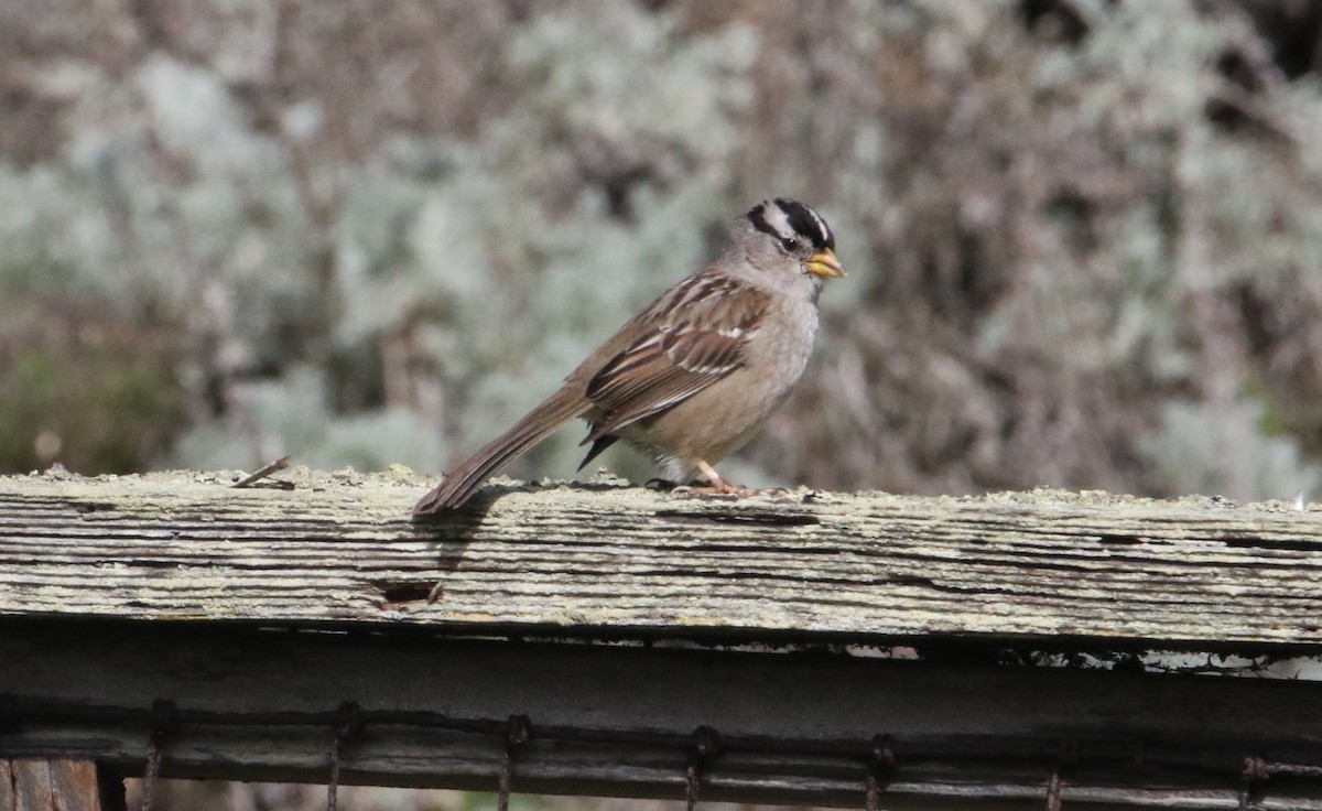 White-crowned Sparrow - ML646550127