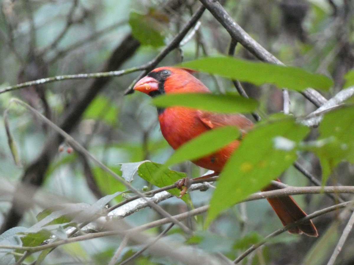 Northern Cardinal - ML646550128