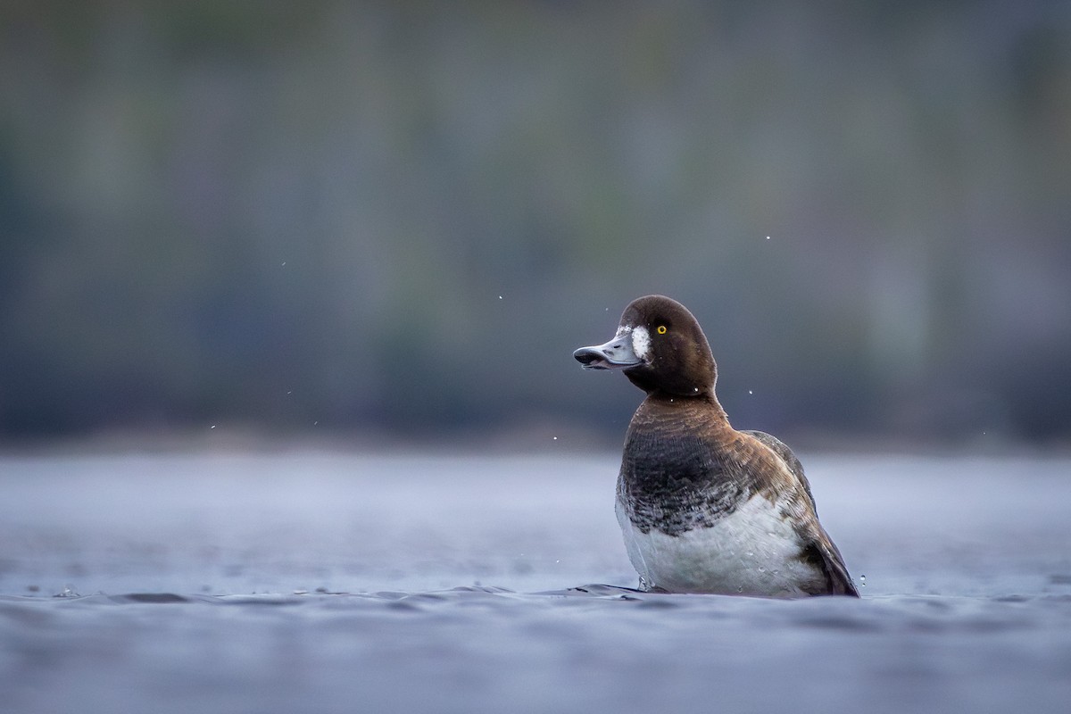 bergand - ML646550132