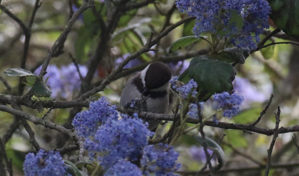 Chestnut-backed Chickadee - ML646550134