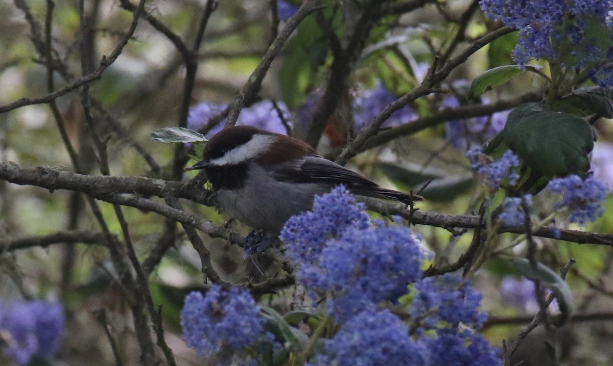 Chestnut-backed Chickadee - ML646550136