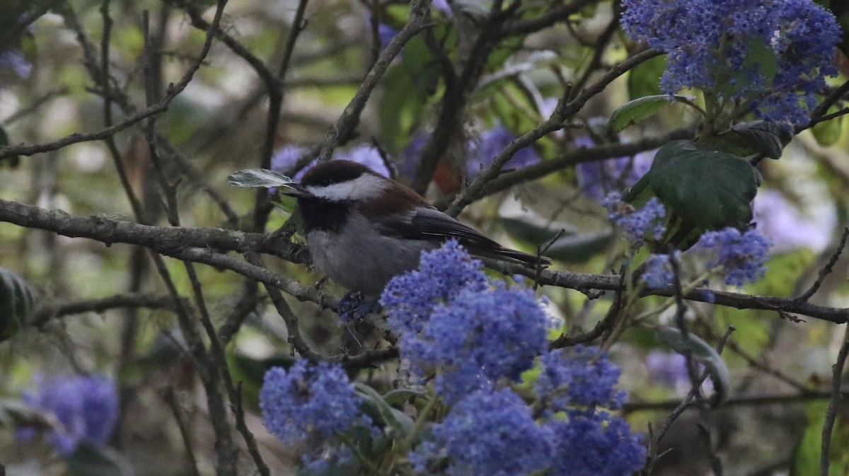 Chestnut-backed Chickadee - ML646550137