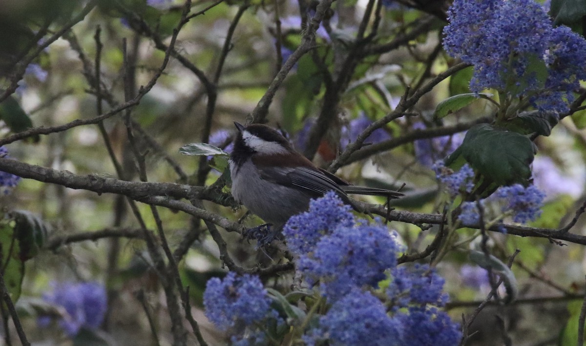 Chestnut-backed Chickadee - ML646550140