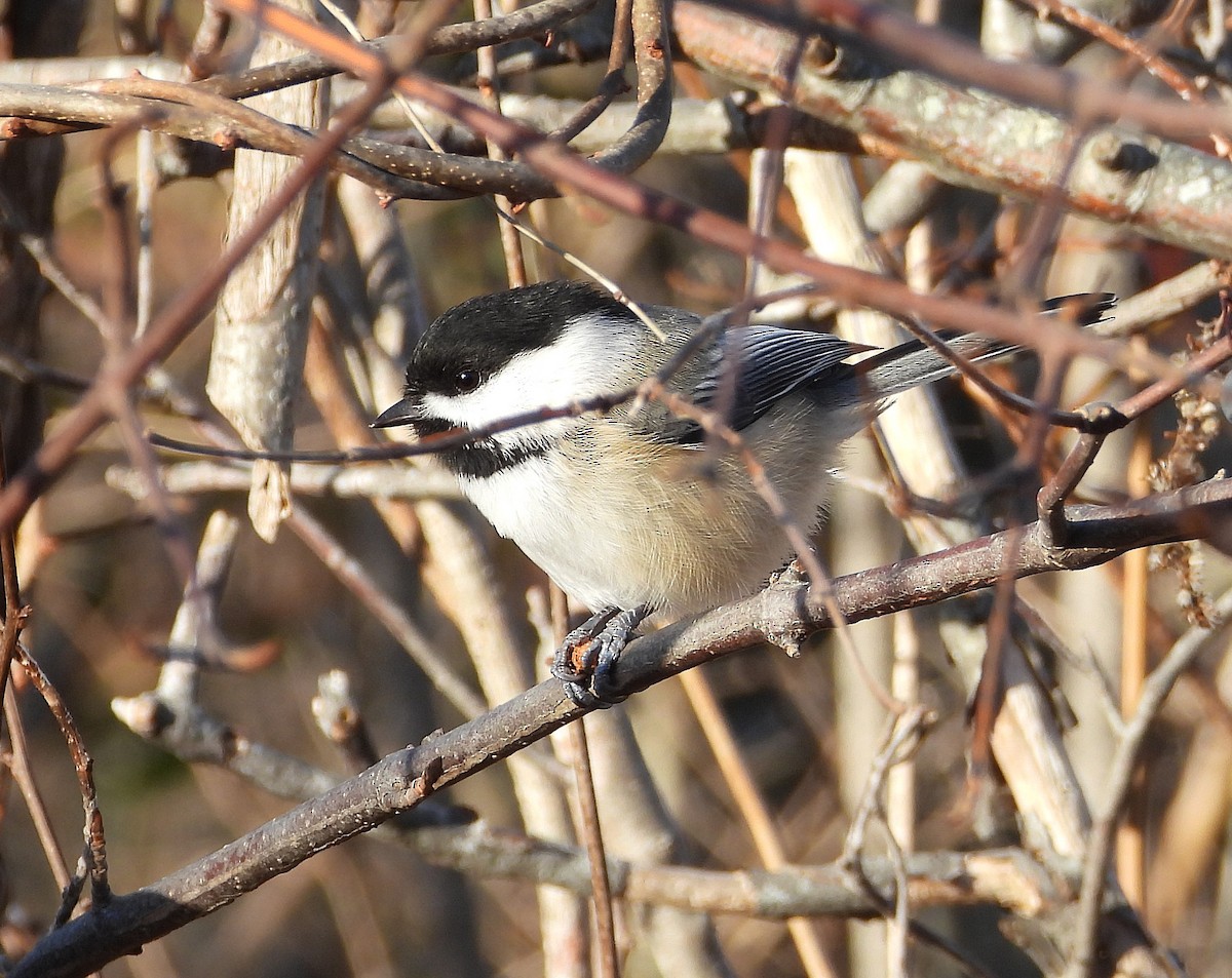 Amerika Baştankarası - ML646550142