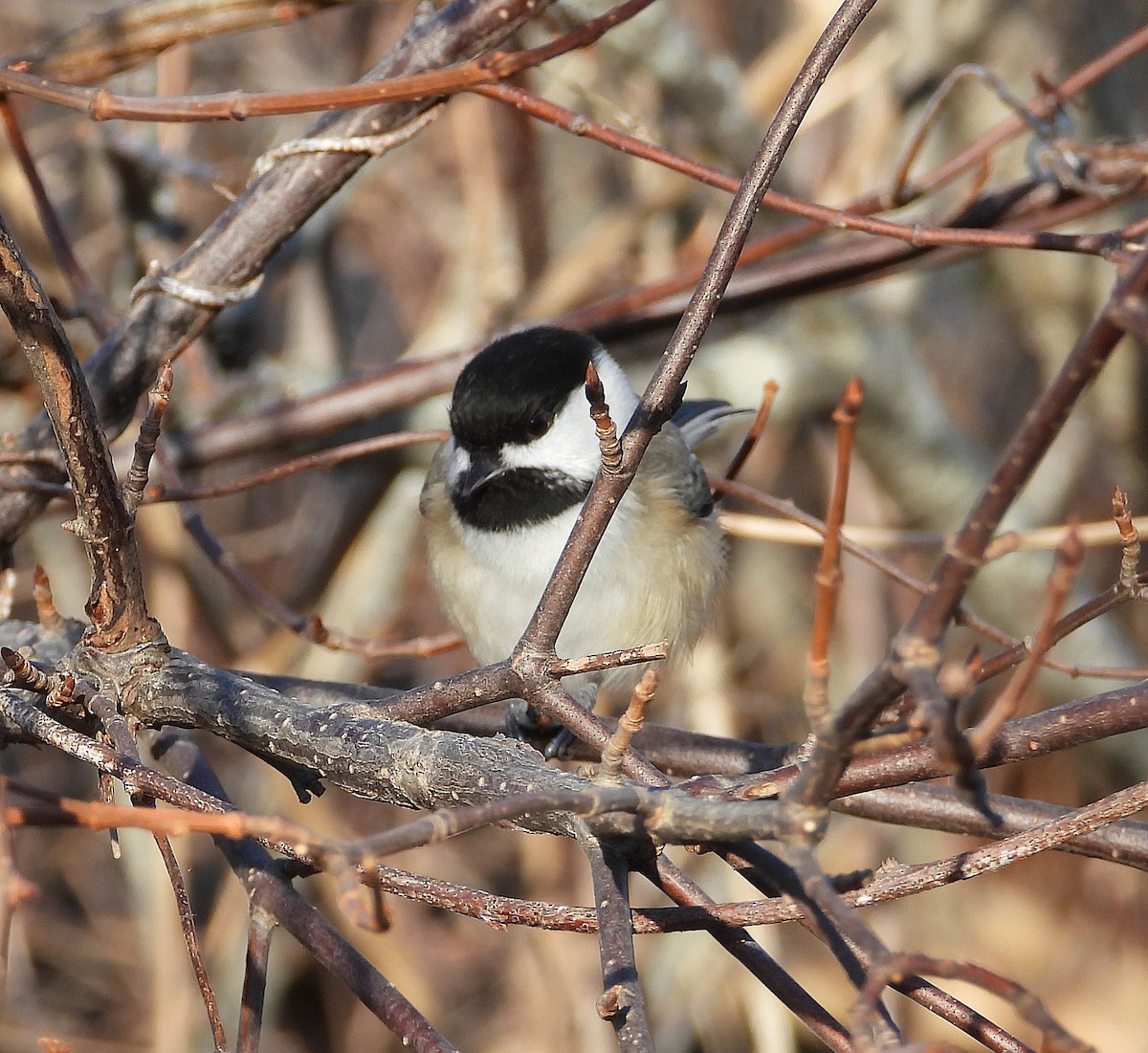 Amerika Baştankarası - ML646550143