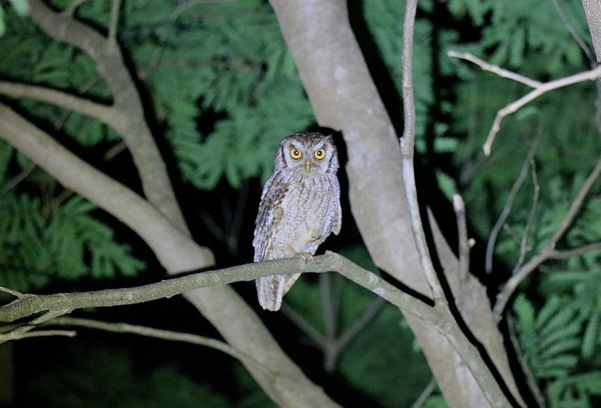 Tropical Screech-Owl - ML646550144