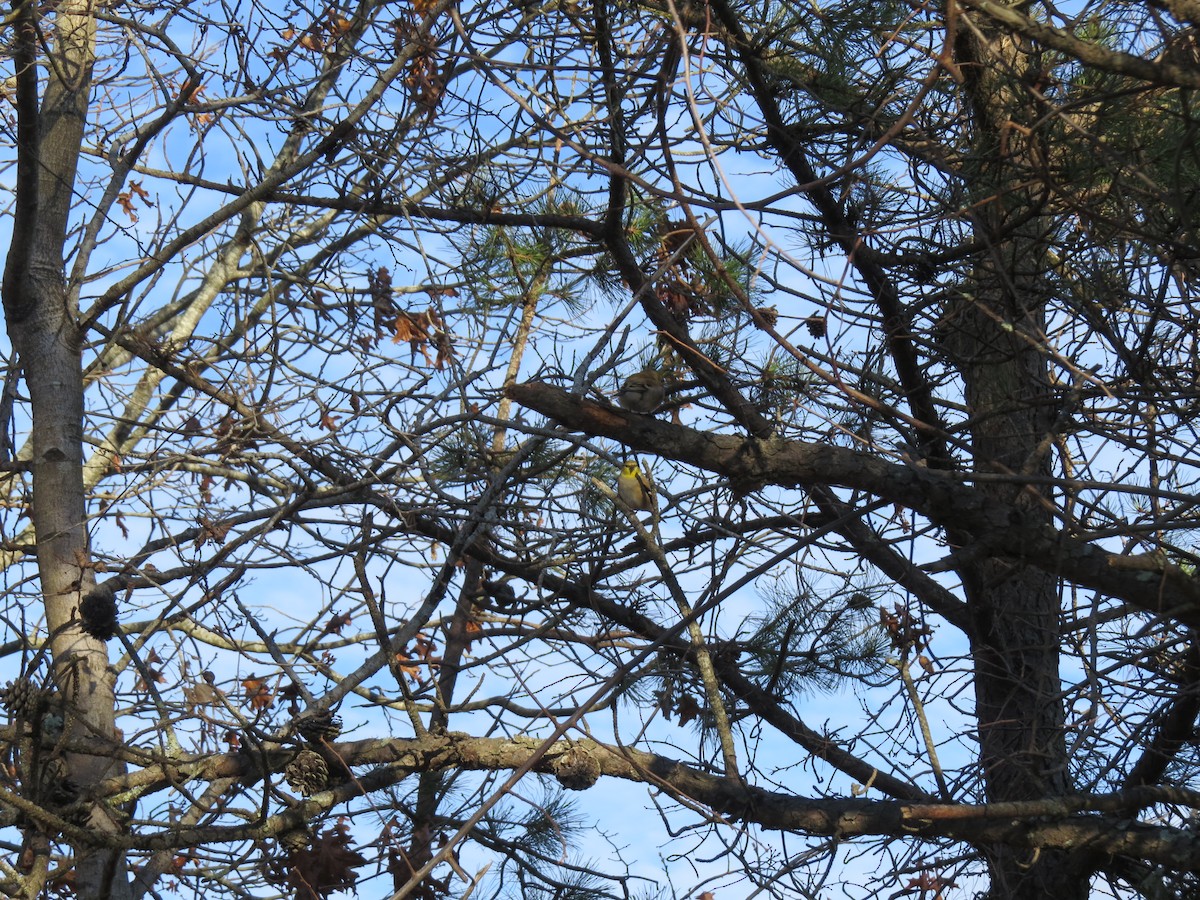 American Goldfinch - ML646550146