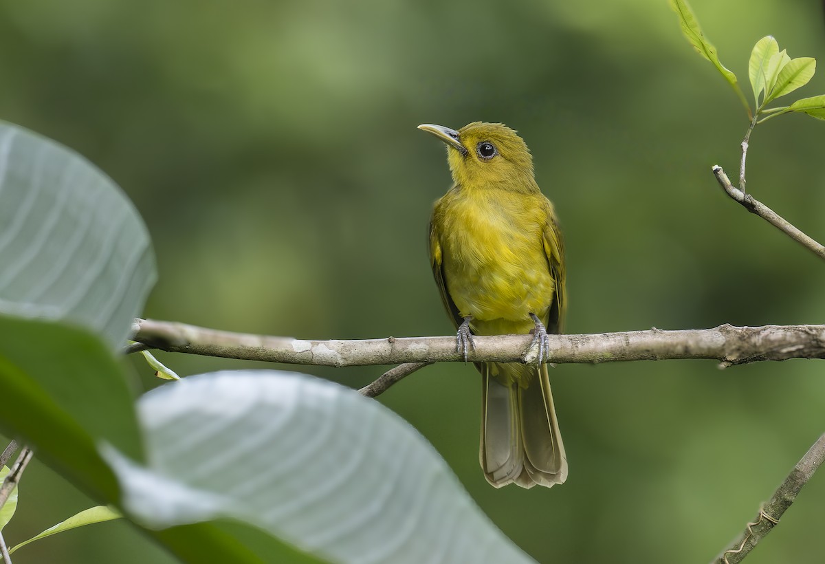 Obi Altınbülbülü - ML646550147